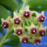 Hoya cumingiana ©Sun-Flower.JPG
